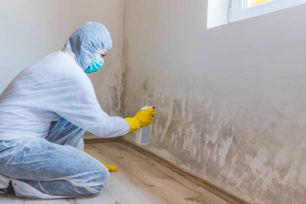 Licensed Mold Cleanup service in Bethel, NC - WQB Mold Removal